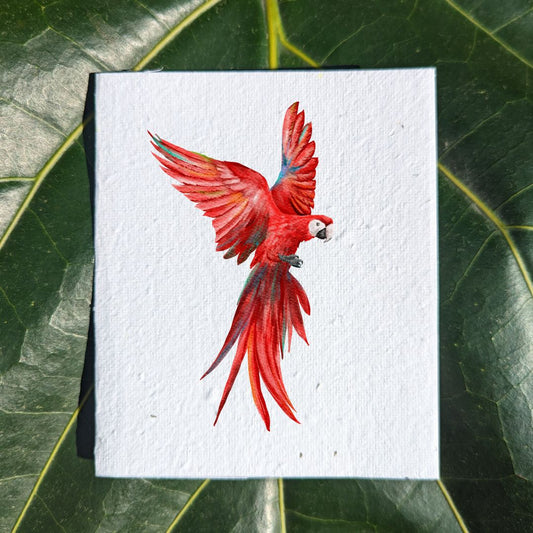 Red parrot card