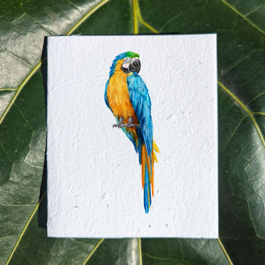 Resting parrot watercolor on card