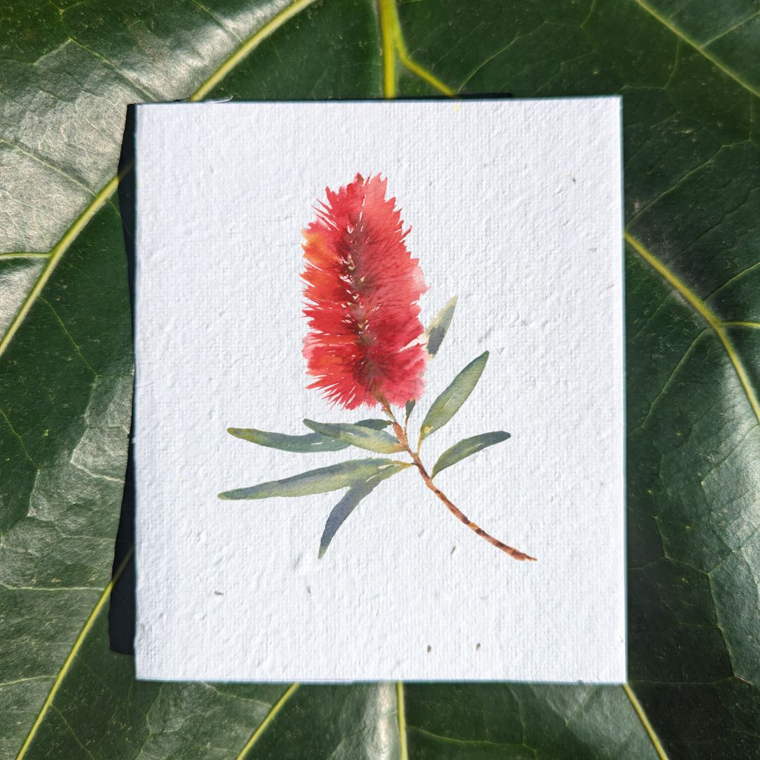 Red bottlebrush birthday card